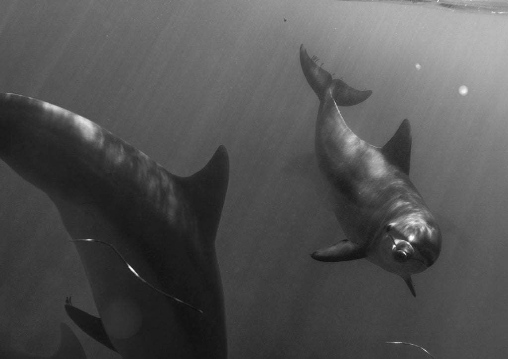 The Encounter
