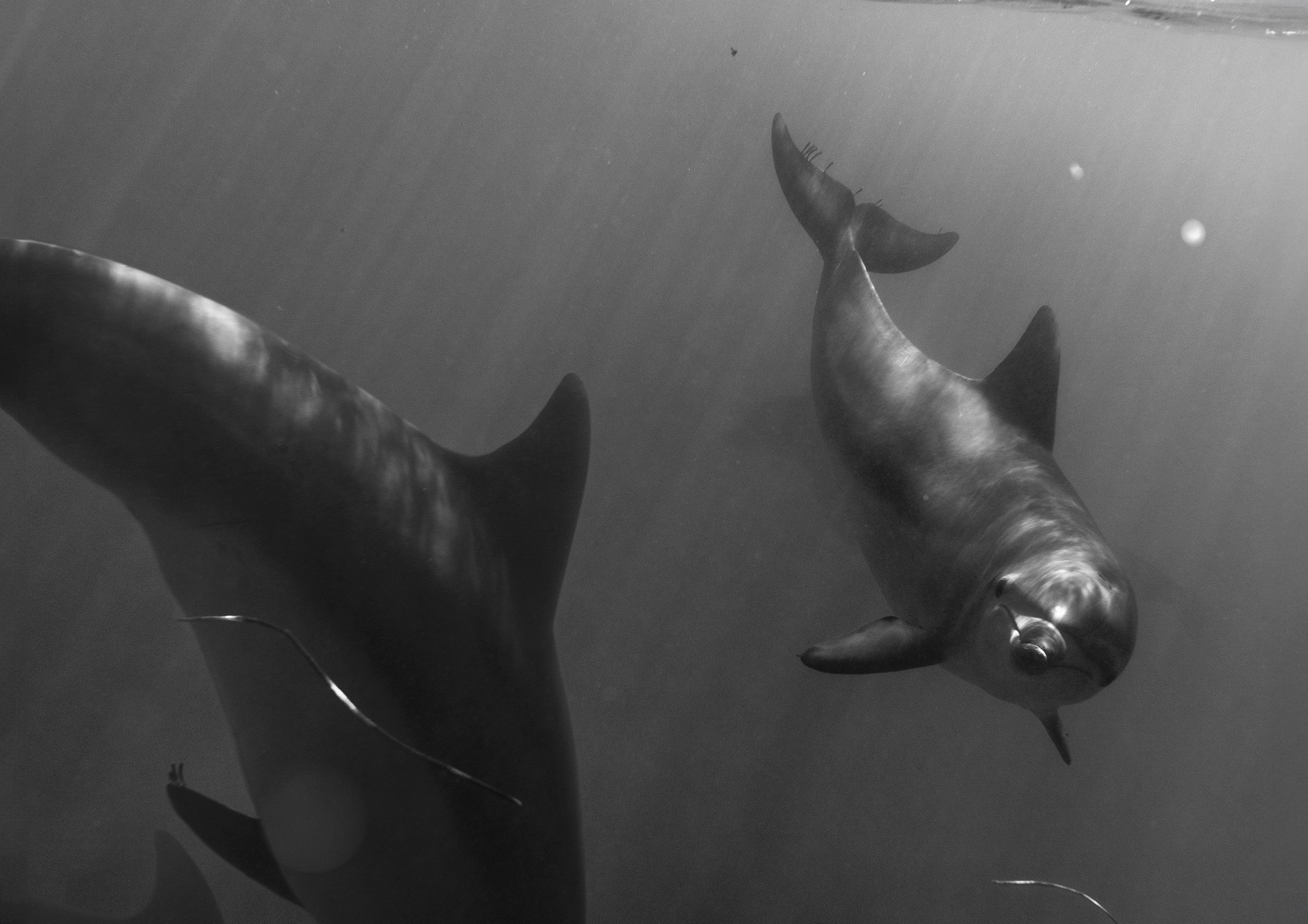 The Encounter